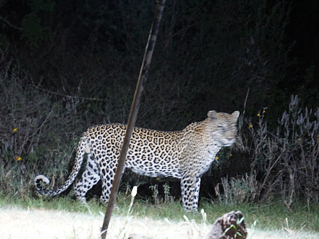 KingTomondo Safaris Kenya-蒙巴萨必去景点
