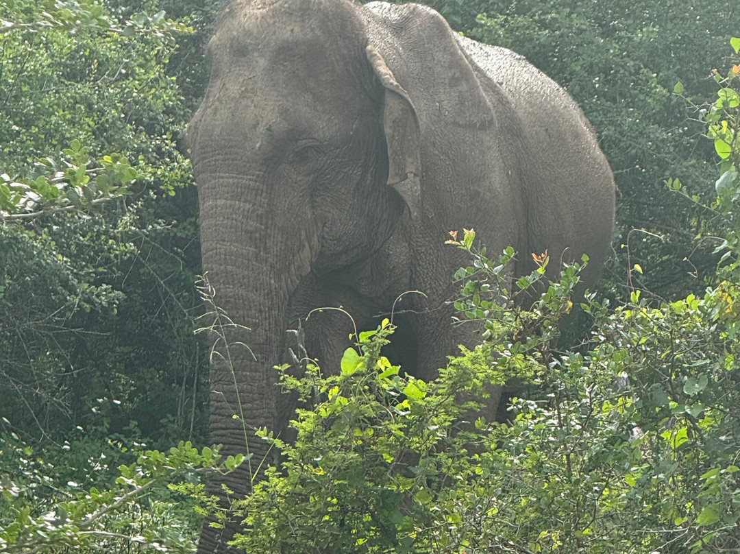 Lanka Tracker - Day Tours-马塔拉必去景点