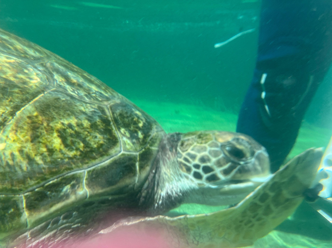 Irukandji Shark & Ray Encounters-史蒂芬斯港必去景点