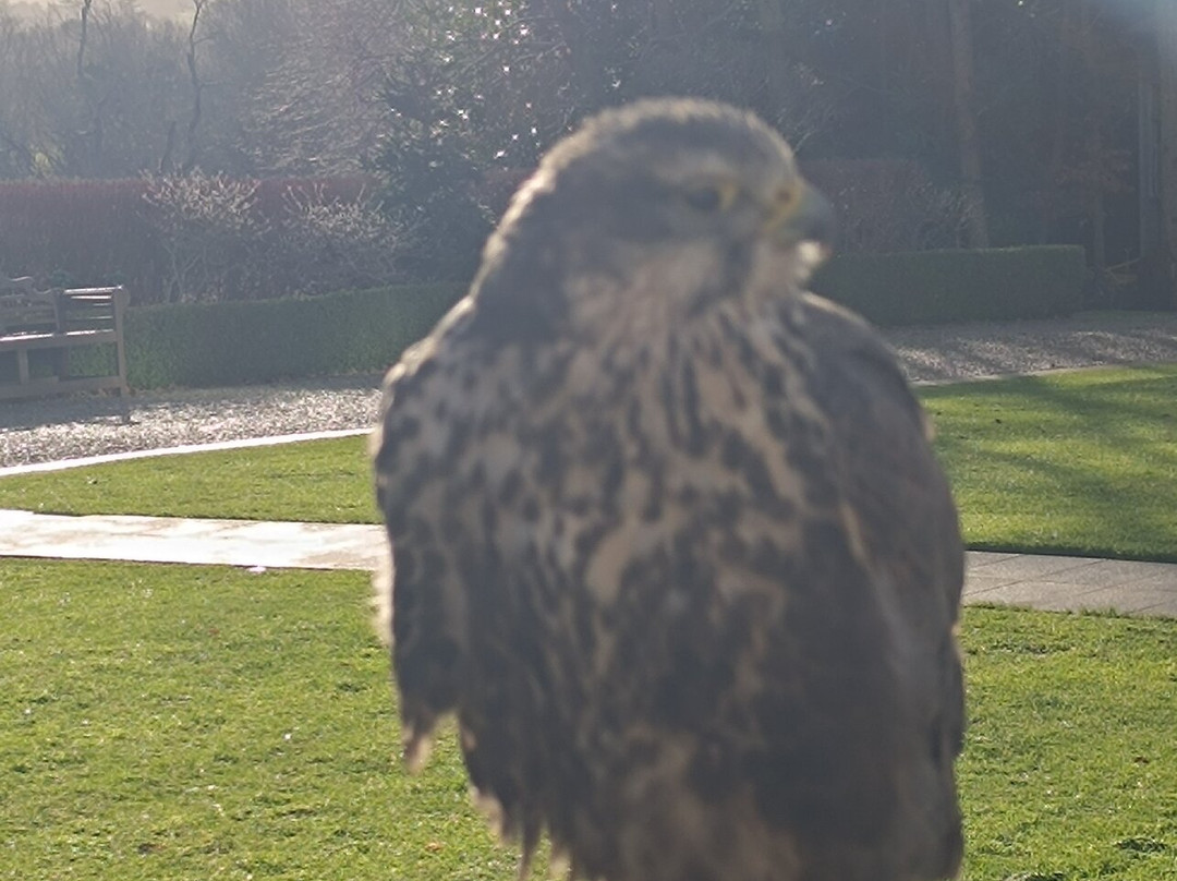 East Coast Falconry-County Wicklow必去景点
