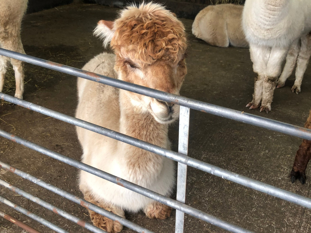 Larch Green Alpacas-格拉斯哥必去景点