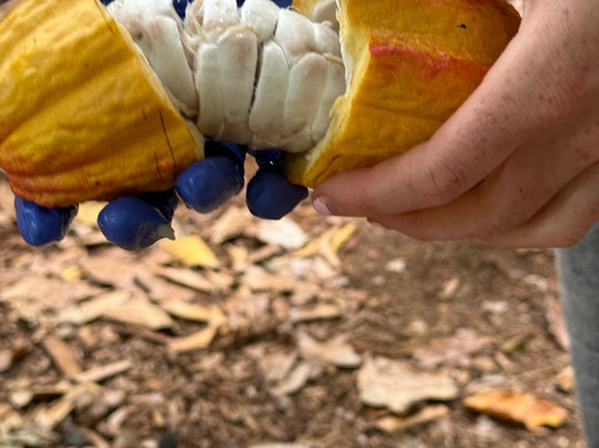 Kamananui Cacao Orchard Tour-瓦胡岛必去景点
