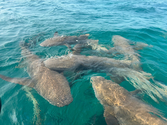 Papa Fish Excursions-乌库拉斯必去景点