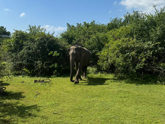 Ruwan Yala Jeep Safari-Debarawewa必去景点
