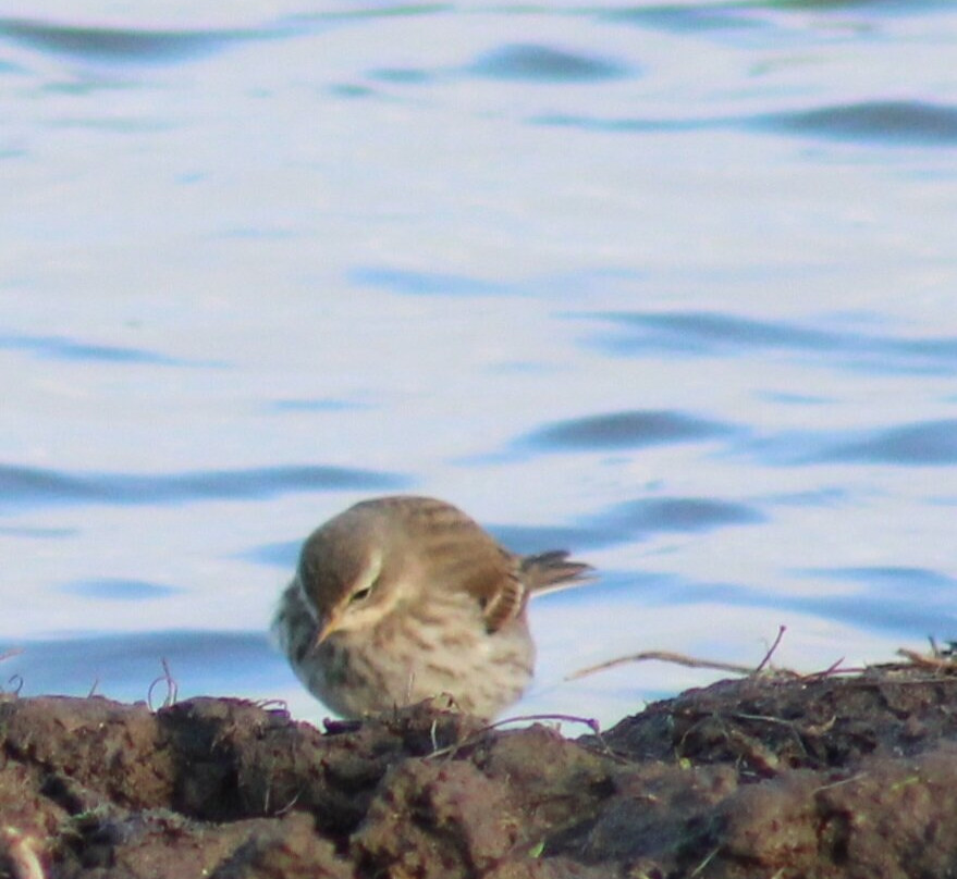 RSPB Minsmere-Westleton必去景点
