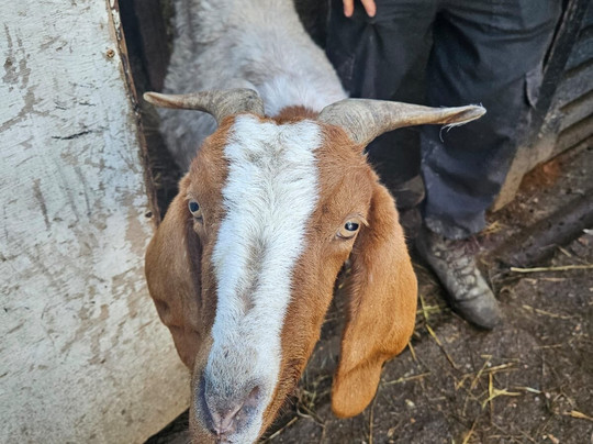 Buttercups Sanctuary for Goats-Boughton Monchelsea必去景点