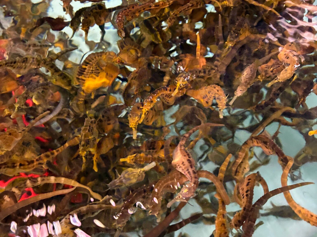 Seahorse World-Beauty Point必去景点