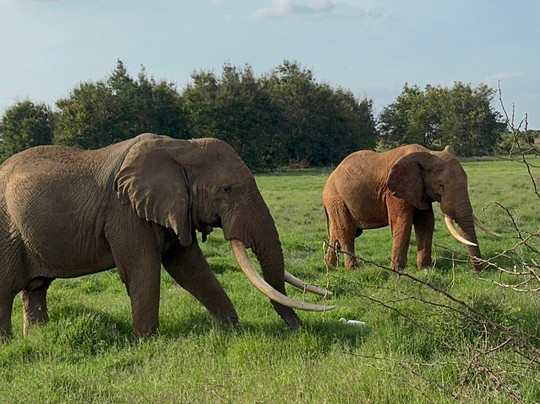 Safari In Kenya Con Samba-瓦塔木必去景点