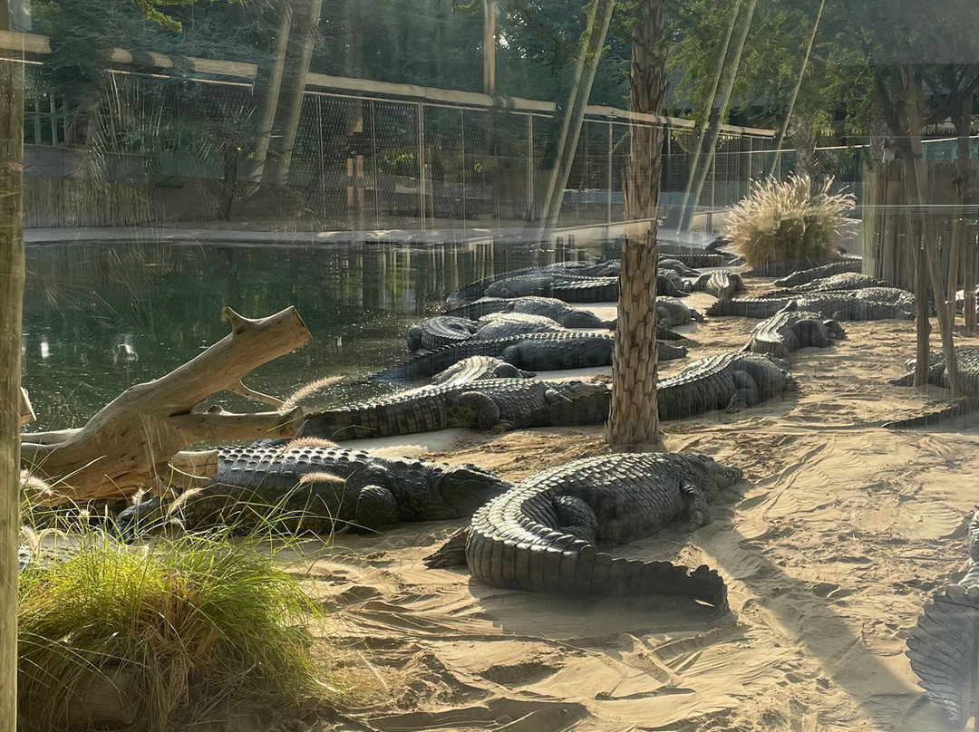 Dubai Crocodile Park-迪拜必去景点