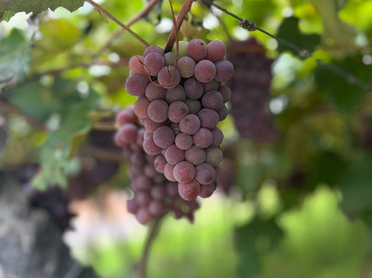 Cristofoli Vinhos de Familia-本图贡萨尔维斯必去景点