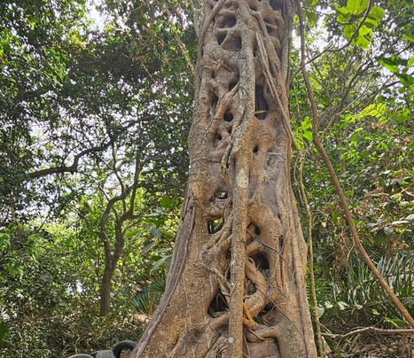 Abuko Nature Reserve-班竹必去景点