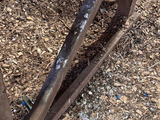 Walnut Tree Farm Park-St. Brides Wentlooge必去景点