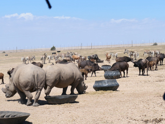 Buffelsfontein Game & Nature Reserve - Day Tours-Darling必去景点