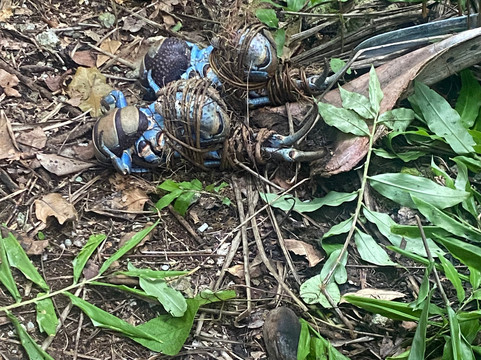 A5 Private Tours-Mutalau必去景点