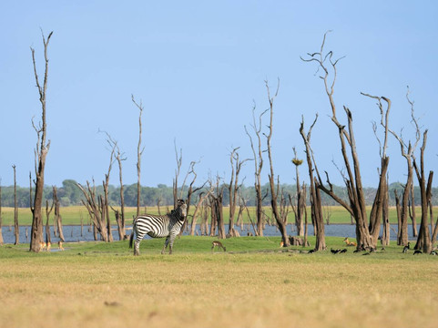 Kenya Wild Parks-内罗毕必去景点