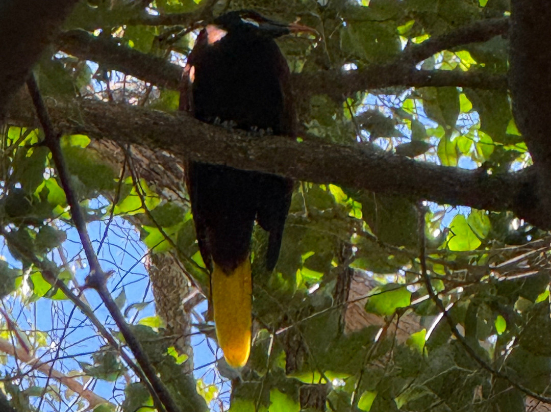 Rincon De La Vieja Volcano-Curubande必去景点