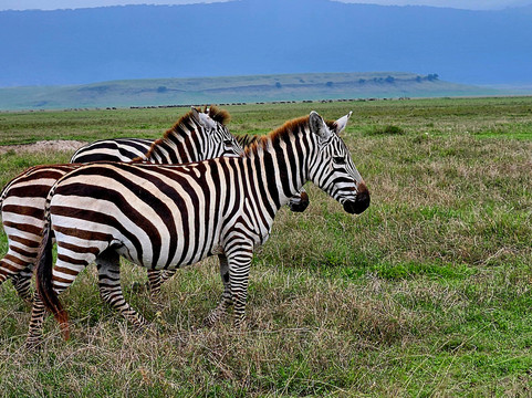 Tanzania-Safari-阿鲁沙必去景点