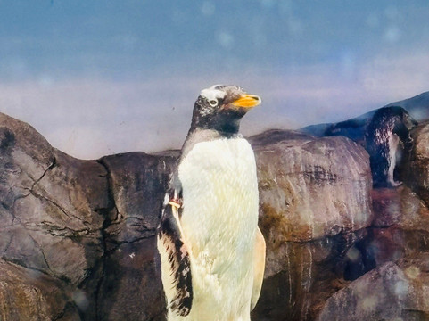 长崎企鹅水族馆-长崎市必去景点