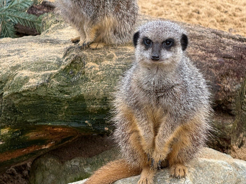 Suffolk Owl Sanctuary-Stonham Aspal必去景点