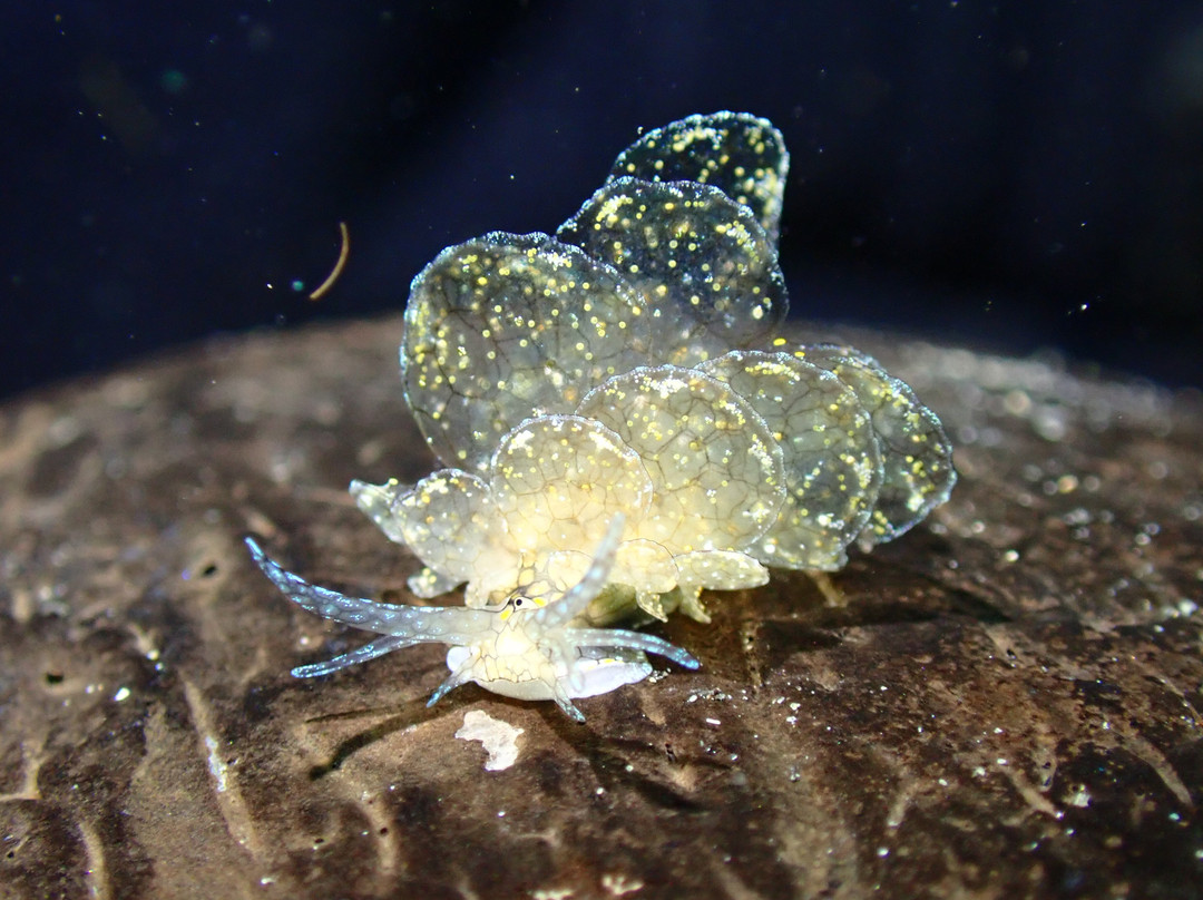 The Three P Beach Resort & Dive Center主图