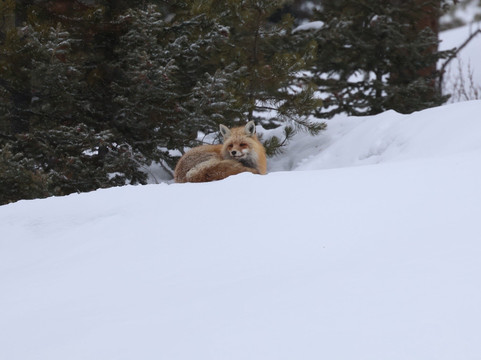 Yellowstone Wild-加德纳必去景点