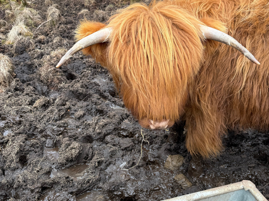 Highland Titles Nature Reserve-Duror必去景点