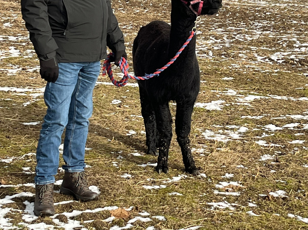 Cairngorm Alpacas-Newtonmore必去景点