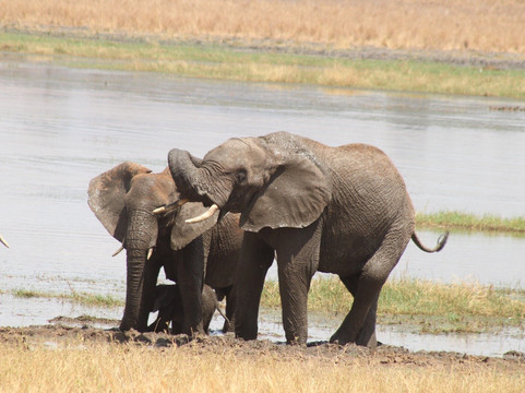 Bongo Trips-Kigamboni必去景点