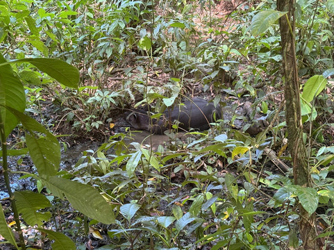 Rancho Tropical-希门尼斯港必去景点