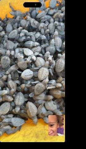 Save The Turtles Playa Venao-维纳欧海滩必去景点