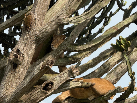 Destinations African Gorilla Limited-卡巴莱必去景点