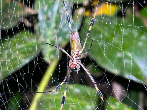 Tuanis Tour Tortuguero-托图杰多必去景点