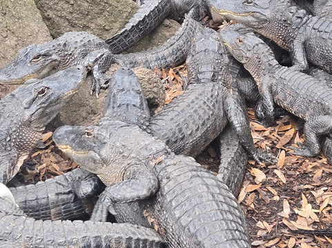 Croc Encounters-坦帕必去景点