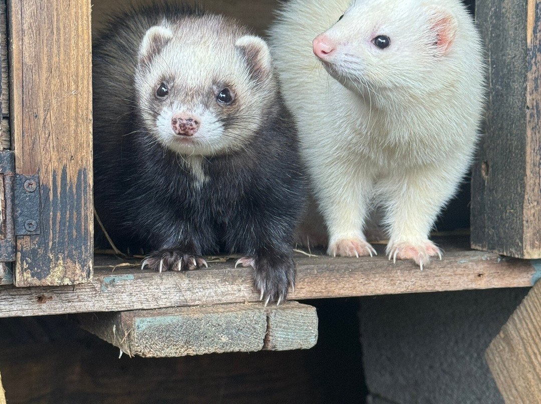 Hogshaw Farm & Wildlife Park-Hogshaw必去景点