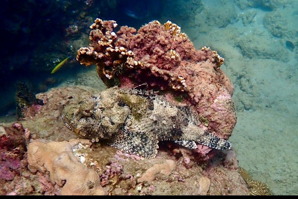 Snorkel Tobago-克朗波因特必去景点