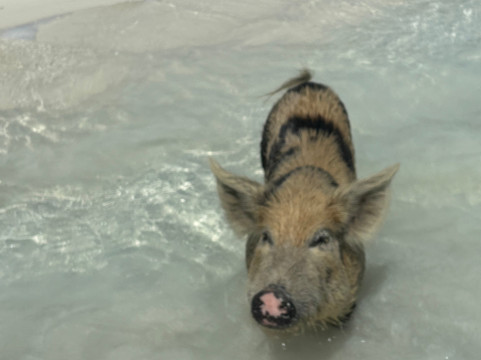 Long Island Boat Rentals-长岛必去景点