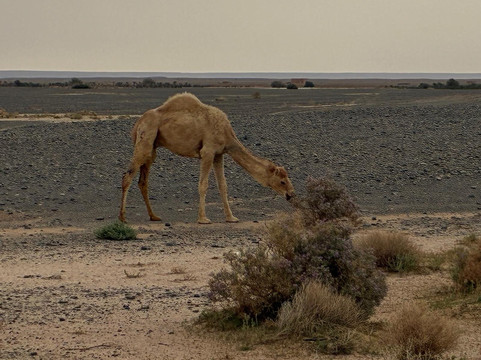 Mountain Desert Tours-马拉喀什必去景点