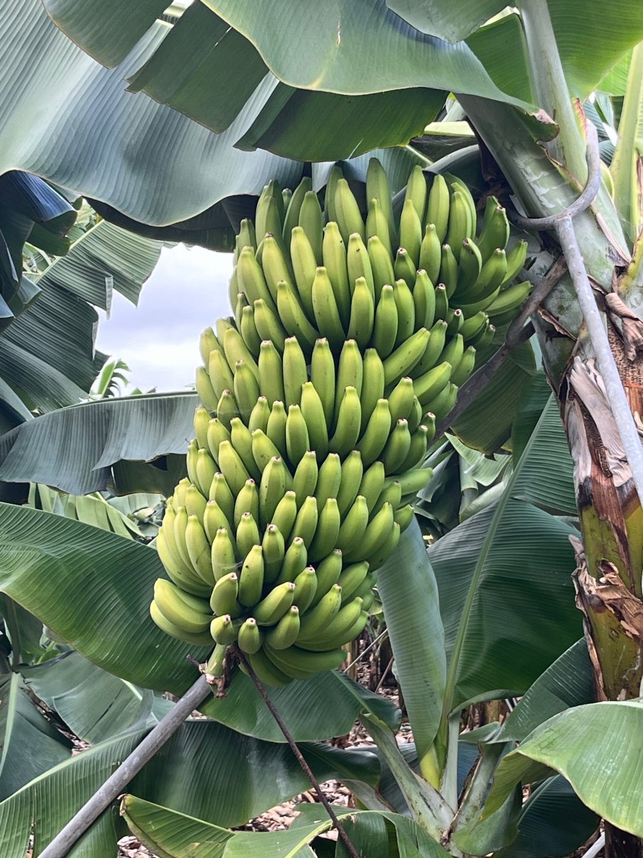 埃尔帕蒂奥酒店-官方