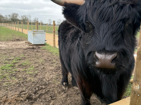 Highland Cow Cottage-Royston必去景点