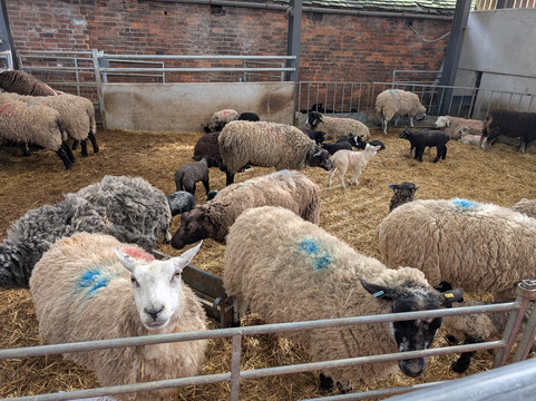 Bluebell Dairy Farm-德比必去景点