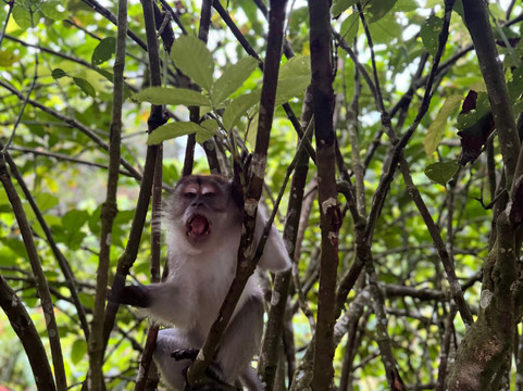 Sumatra orangutan escape-棉兰必去景点