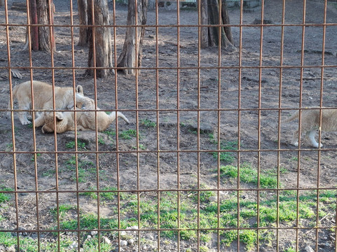 Magán Zoo-Felsolajos必去景点