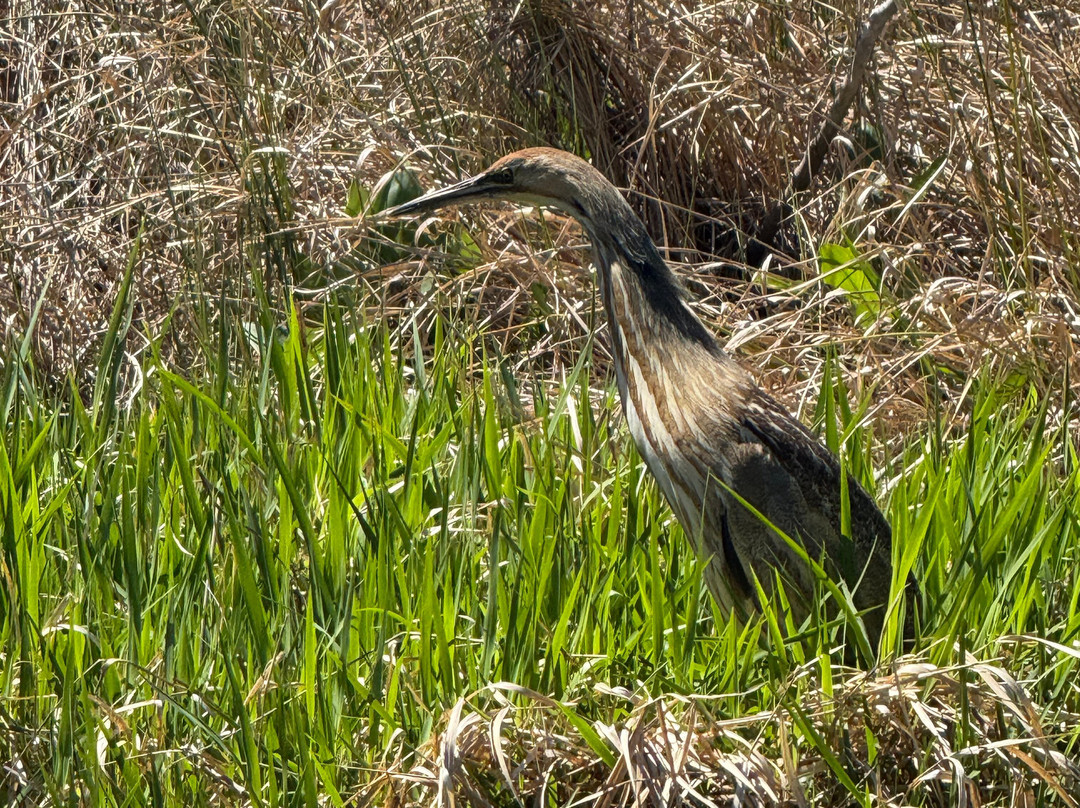 Okefenokee Adventures-Folkston必去景点