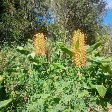 Gîte Les Mimosas-官方