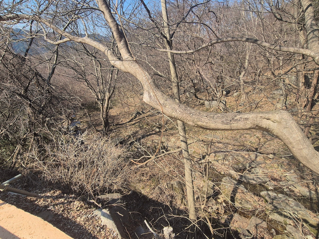 Gochang Munsusa Maple Tree Forest-高敞郡必去景点