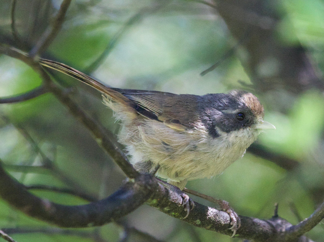 Orokonui Ecosanctuary-但尼丁必去景点