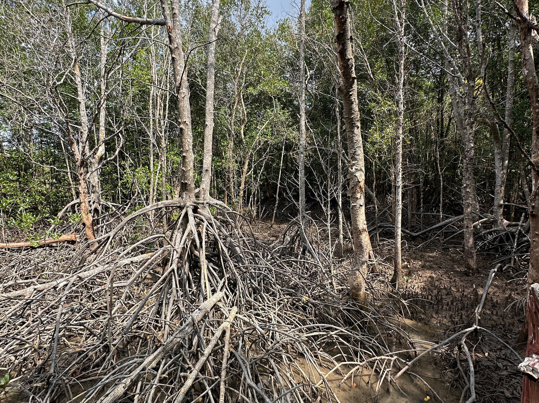 Krabi Urban Forest-Pak Nam必去景点