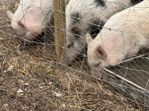 Woodlands Alpaca Farm-沃灵顿必去景点