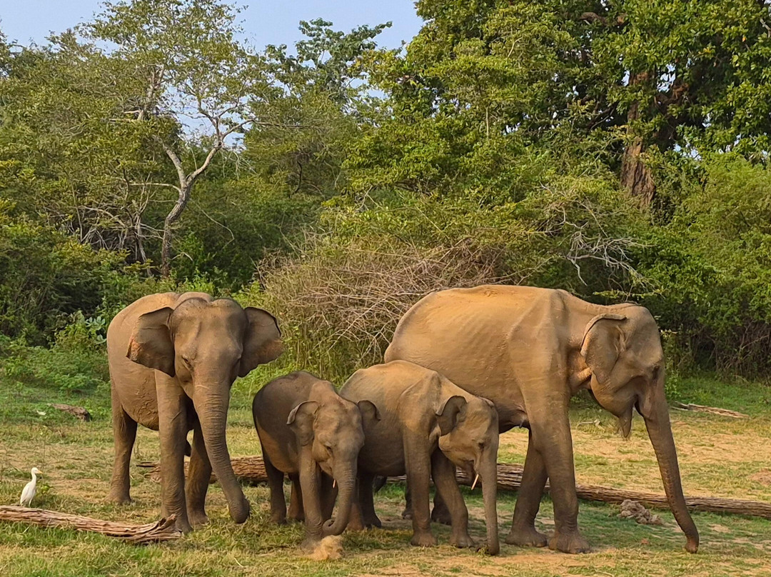 Udawalawe National Park Safari-乌达瓦拉瓦必去景点