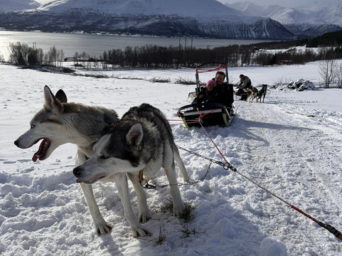 Kvaløya Husky-特罗姆瑟必去景点